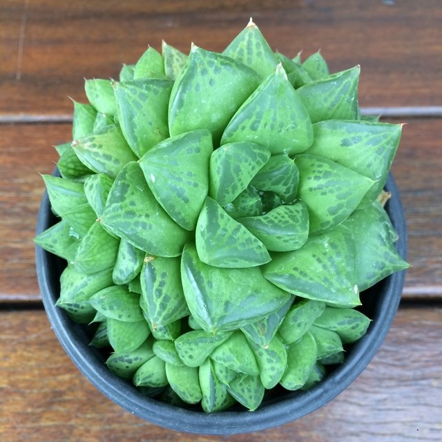 Haworthia cuspidata - colônia- pote 11
