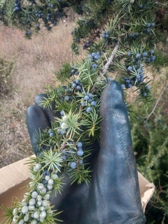 Bayas de Enebro - Aromáticas Alto Valle