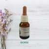 Gorse 20ml