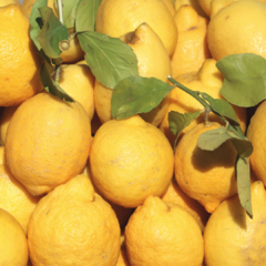 Óleo Essencial Limão Siciliano - comprar online