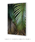 Quadro Decorativo Poster Fotografia Folhas de Palmeira - Natureza, Verde, Tropical - comprar online