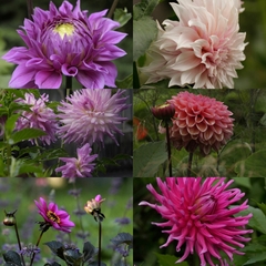 Dahlias Hybrid Mix La Flor Azul