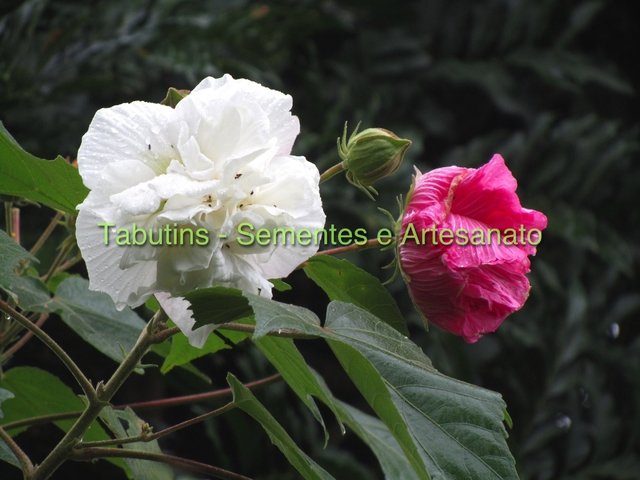 HIBISCUS MUTABILIS DOBRADO