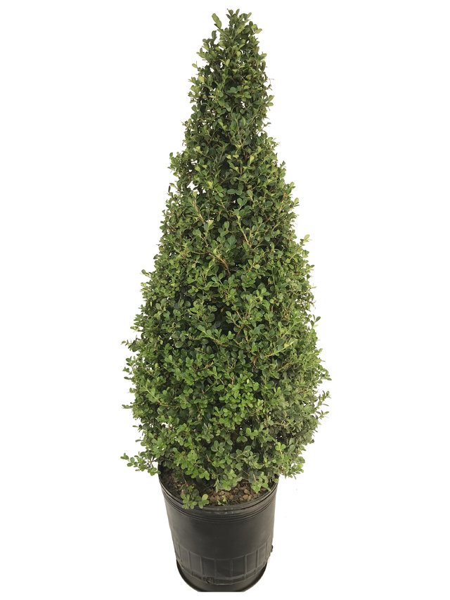 Buxus sempervirens var. "Arborescens" E15 Topiario Cono - 6672