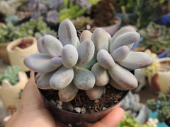 sedum craigii pote 09