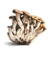 Cogumelos Shimeji (bandeja)