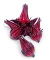 VINAGREIRA (HIBISCO) - (BANDEJA) - comprar online