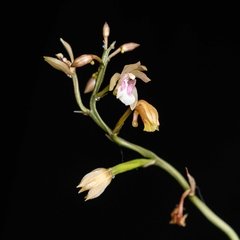 Oeceoclades maculata - comprar online