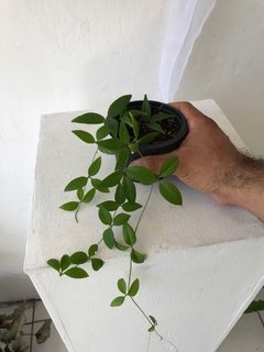 neoalsomitra sarcophylla - trepadeira com caudex - Seu Flor