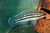Ciclido Africano Julidochromis Dickfeldi - comprar online