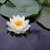 Flor de loto Nenufar