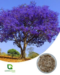 Jacaranda Mimoso - Jacaranda cuspidifolia (50g) - Germiverde  Sementes 