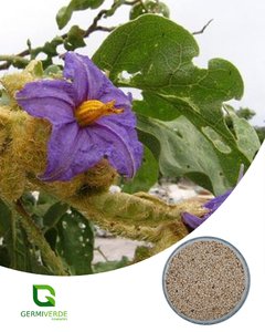 Lobeira da mata - Solanum grandiflorum (50grs)