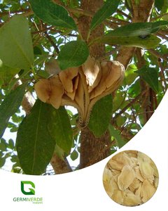 Guatambu - Aspidosperma parvifolium (10g)