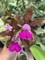 Cattleya schileriana x cattleya leopold
