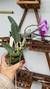 Cattleya walkeriana (Dona Terezinha) x ( c. W Flamea Divina - comprar online