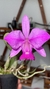 Cattleya walkeriana (Dona Terezinha) x ( c. W Flamea Divina