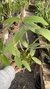 Cattleya schileriana x cattleya leopold toiceira - comprar online