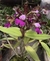 Cattleya schileriana x cattleya leopold toiceira