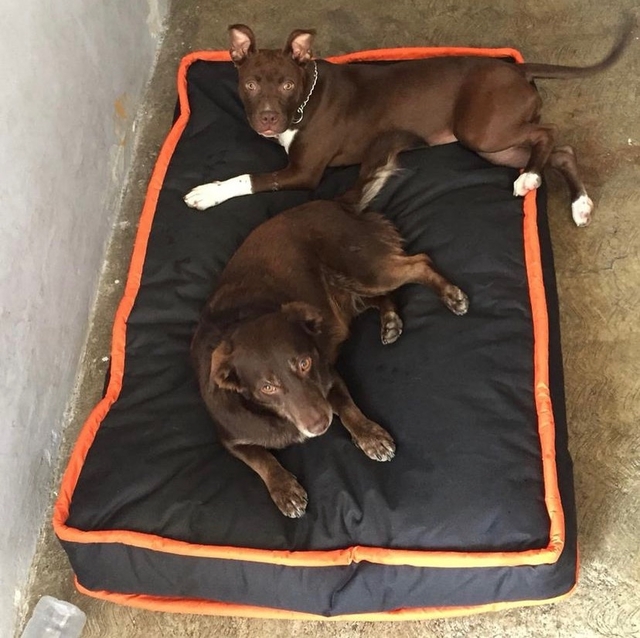 Cama para perro Colchon Rectangular Loneta