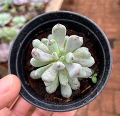 Graptopetalum Pachyphyllum (Pote 9) - comprar online