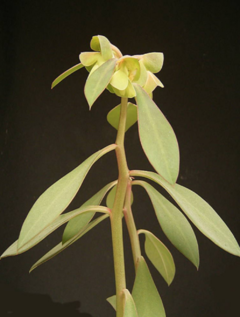 Euphorbia lupulina - comprar en línea