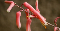 Aloe jucunda (10 piezas) - comprar en línea