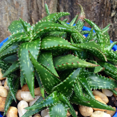 Aloe jucunda