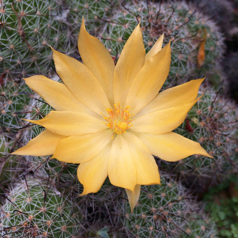 Mammillaria beneckei