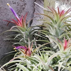 Tillandsia ionantha var. vanhyningii en internet