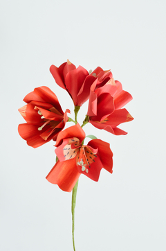 Alstroemeria - by florecer