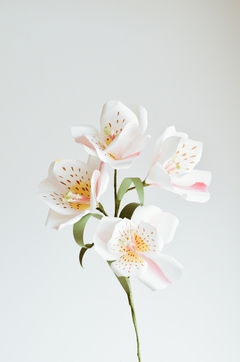 Alstroemeria - comprar online