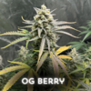 Auto OG Berry