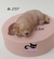 Molde de Silicone - Cachorro Pequeno Deitado 5,5cm