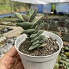 Crassula falcata minor