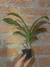 Promocao Catasetum 2 por R$50,00 - comprar online