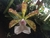 Cattleya aclandiae v. albescens x alba