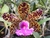 Cattleya aclandiae XXX x sibbling