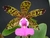 Cattleya aclandiae tipo x self