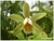 Cattleya forbesii "Larissa" x self - comprar online