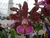Cattleya schilleriana v. tipo Alberto Basile self x self - comprar online