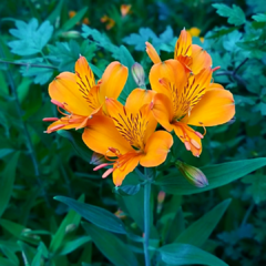 20 Semillas Amancay (Alstroemeria aurea) -Nativa Patagonia-