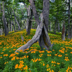 20 Semillas Amancay (Alstroemeria aurea) -Nativa Patagonia- - comprar online