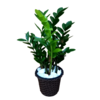 Zamioculcas