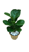 Ficus Lyrata