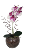 Orquídea permanente Lilás com Branco