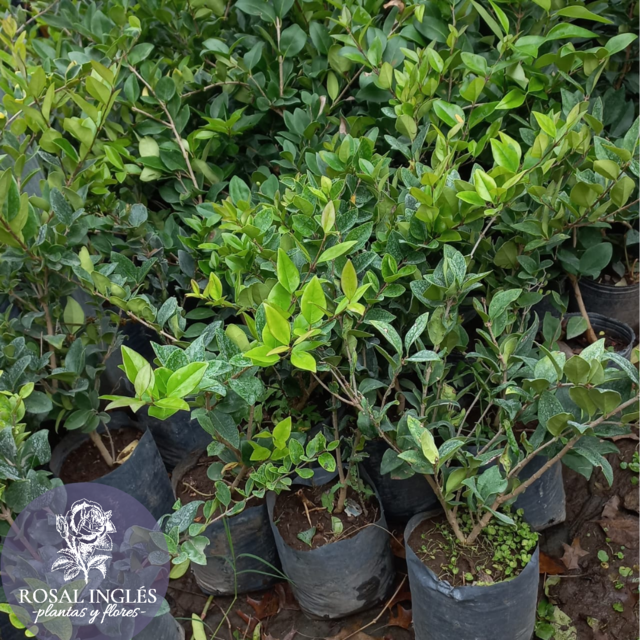 Texana verde sales