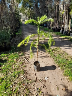 Araucaria Angustifolia (pino Paraná), Muy Lindas plantas - comprar online