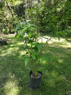 Calicanto De Asia - Vivero Habilitado en internet