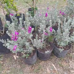 Cenizo (leucophyllum), Hermoso Arbusto Ideal Para La Costa - comprar online